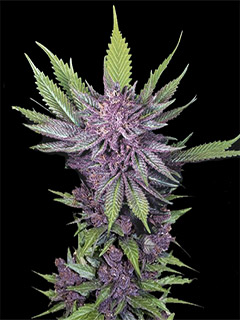 purple haze auto