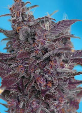 black cream auto